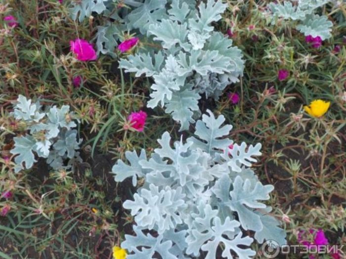 Cineraria sa isang kama ng bulaklak