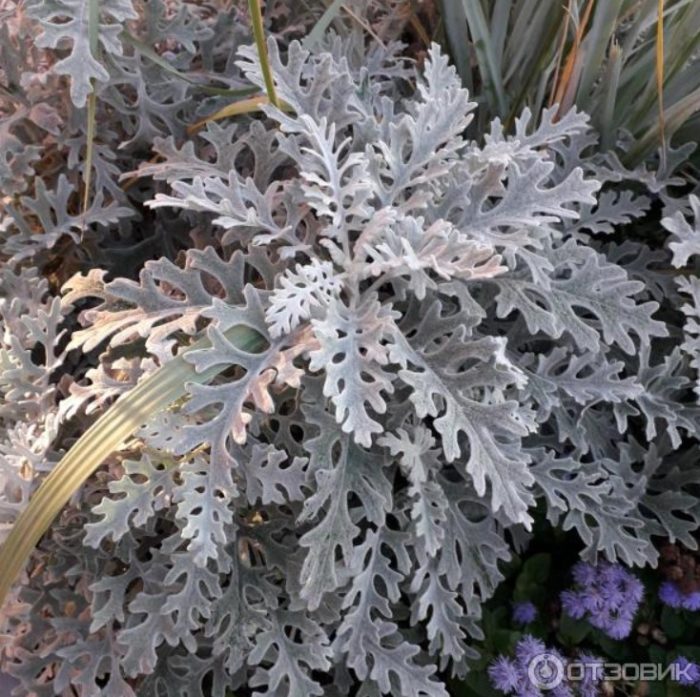 Palumpong ng Cineraria