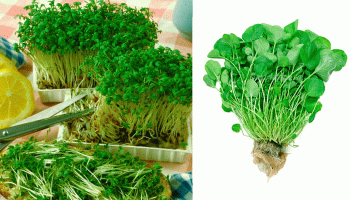 Ensaladang watercress