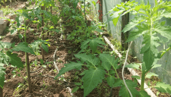 Mga kamatis sa isang greenhouse