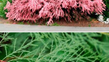 Tamarisk