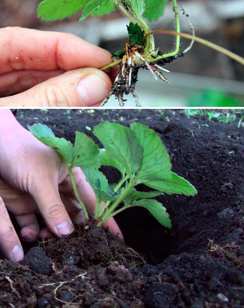 Snor planten Aardbeiensnor