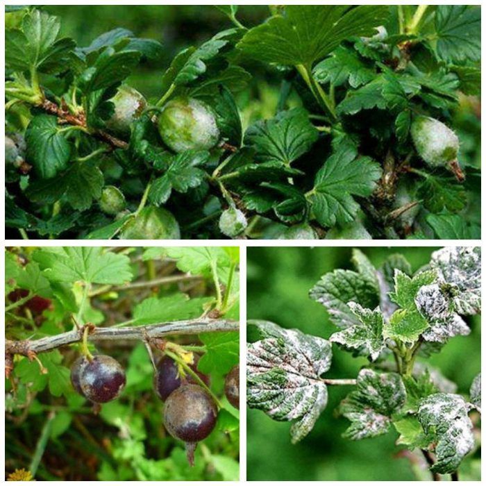 Powdery mildew sa mga currant at gooseberry