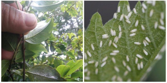 Whitefly sa mga halaman at sa hardin