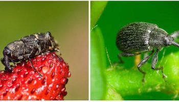 Weevil sa mga strawberry