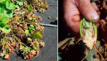 Fusarium wilt ng mga strawberry