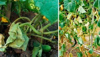 Fusarium wilt ng pipino