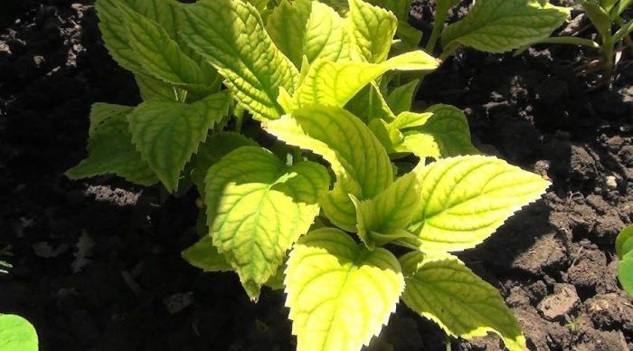 Hydrangea chlorosis