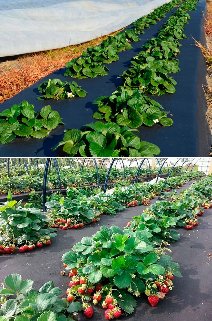 Agrofiber Aardbeien planten