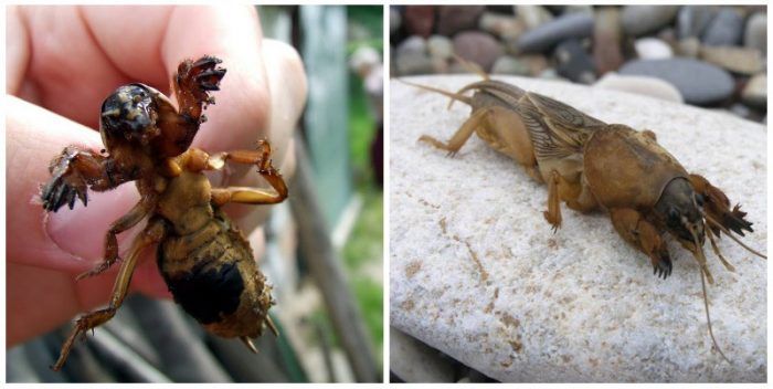 Ang mole cricket ay isang malaking peste.