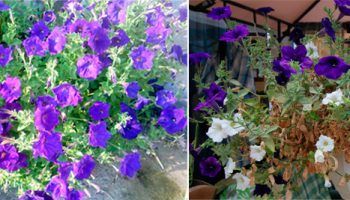 Petúnia po transplantácii