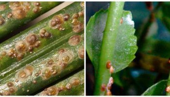 Mga insektong may kaliskis sa mga halaman