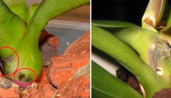 Fusariózne vädnutie orchideí