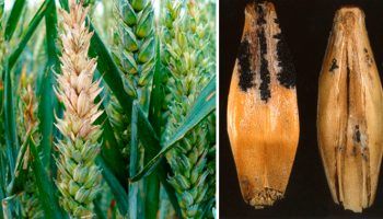 Fusarium