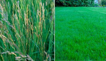 Perennial ryegrass