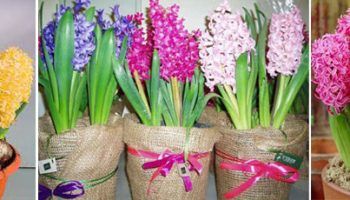 Pagpipilit ng hyacinth