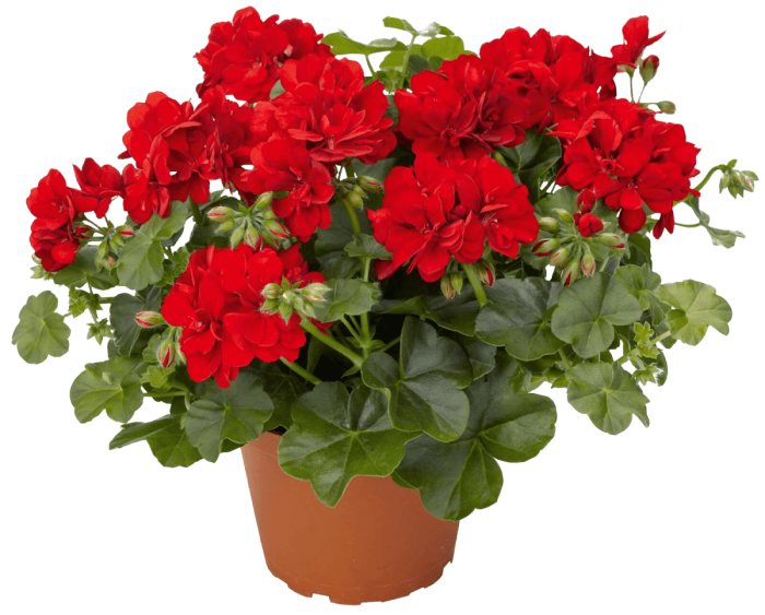 Pelargonium