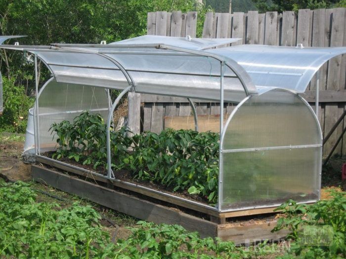 Greenhouse ng paru-paro