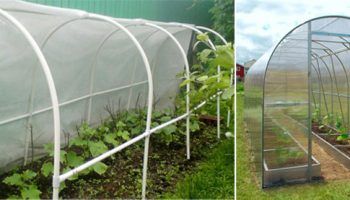 greenhouse at hotbed para sa mga pipino