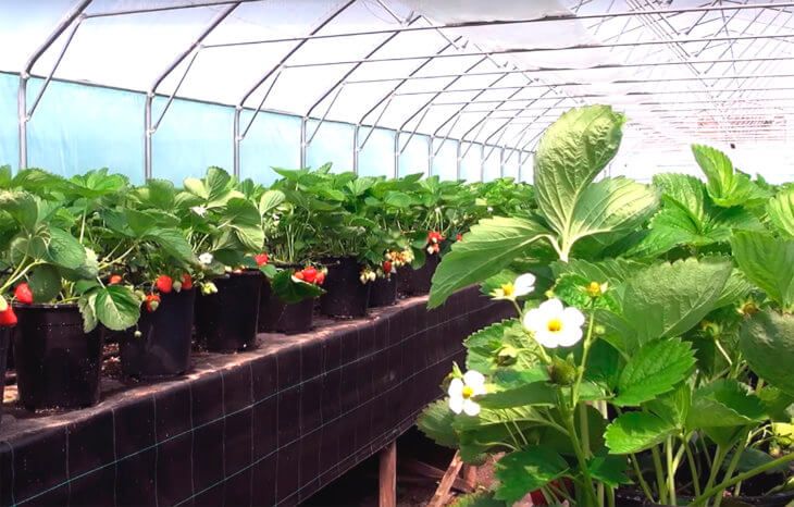 aardbeienkas Aardbeien in een kas
