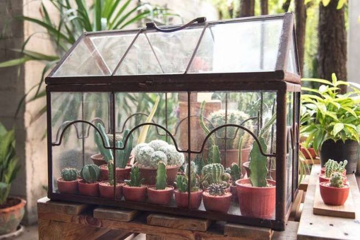 Opsyon sa greenhouse sa bahay