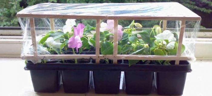 Mini greenhouse sa bintana