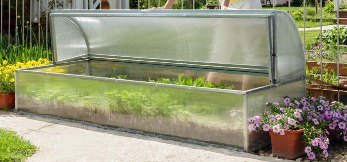Halaman sa isang greenhouse