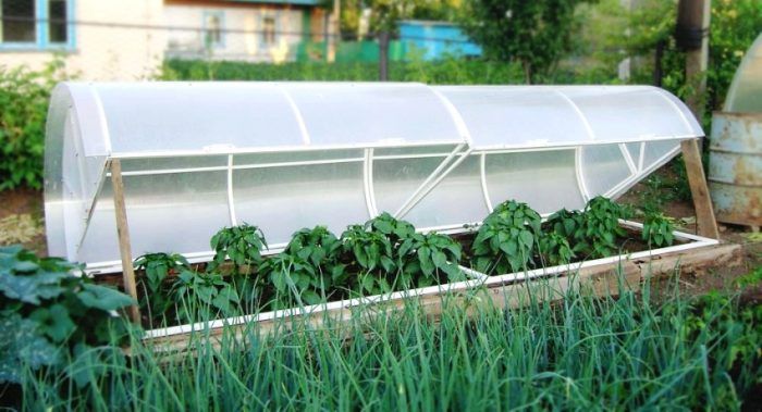 Kahon ng tinapay sa greenhouse