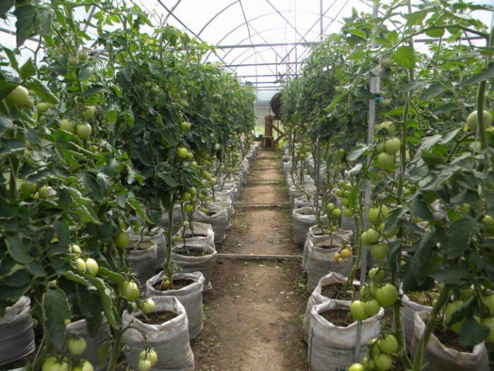 Tomaten in een kas