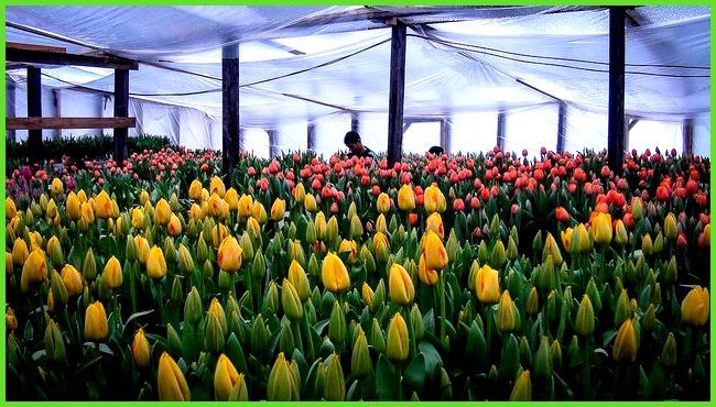 Bloemen in de kas