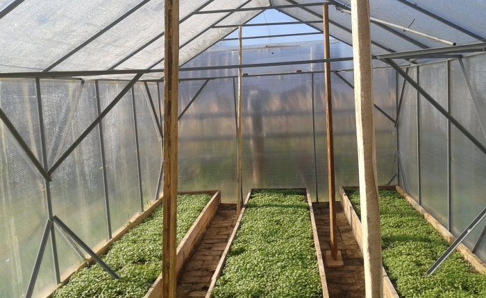 Tatlong kama sa isang greenhouse
