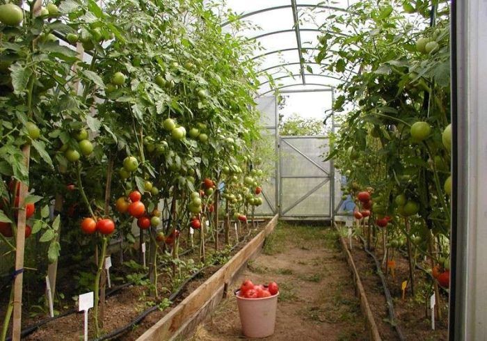 Pagtatanim ng kamatis sa isang 3x6 greenhouse
