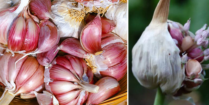 Knoflookteentjes