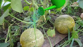 Pagdidilig ng melon