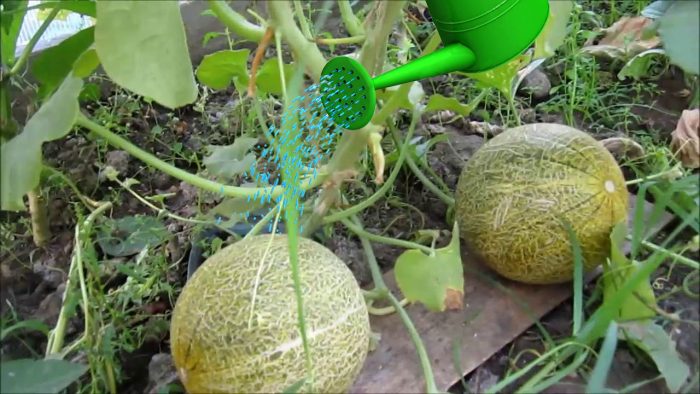 Pagdidilig ng melon