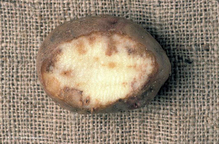 Nekrosis