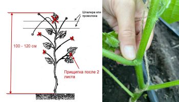 Прищипване на краставици