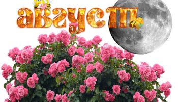 Mga rosas noong Agosto