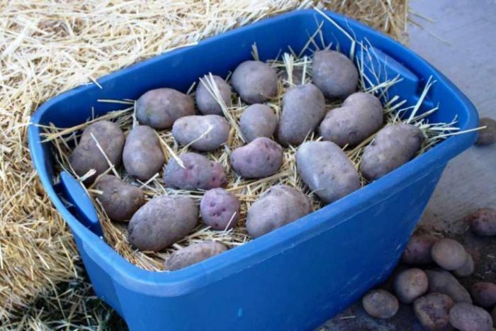 Pag-iimbak ng mga buto ng patatas