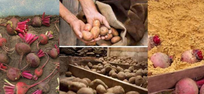 Pag-iimbak ng mga beets at patatas