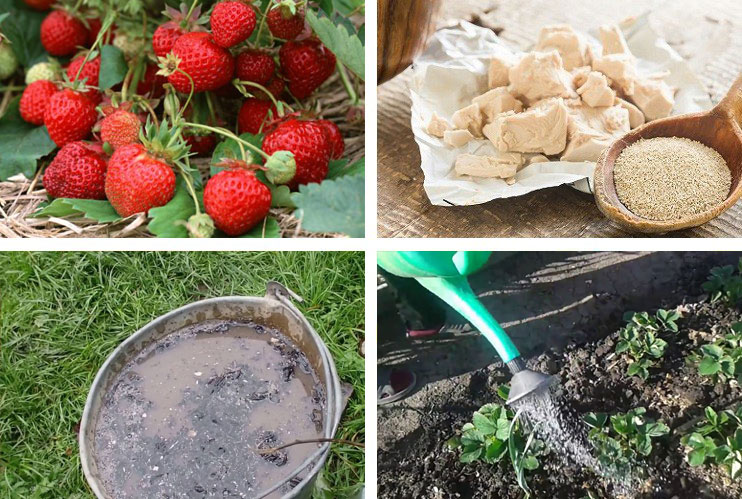 Hoe geef je aardbeien voeding? Complexe voeding