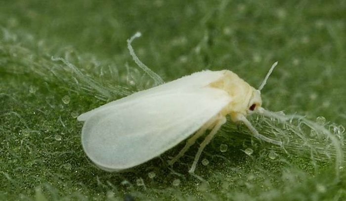 Pang-adultong whitefly