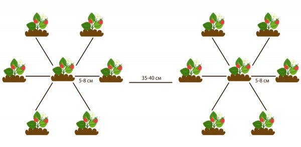 Plantmethode Nestelen