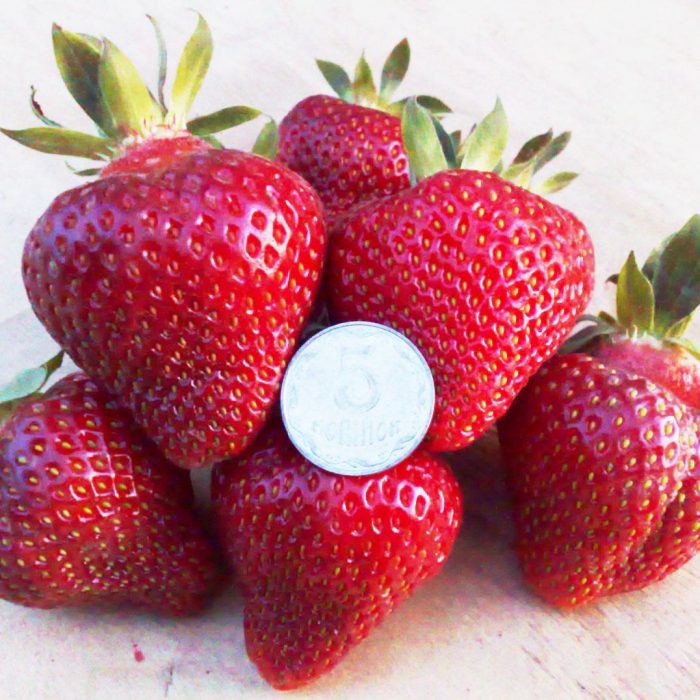 Aardbeienhoning Honing