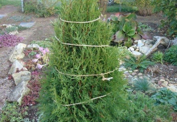 Pagtatali ng mga conifer