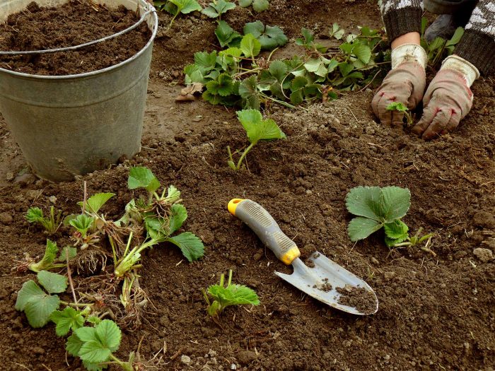 Hoe plant je aardbeien? Aardbeien in de volle grond