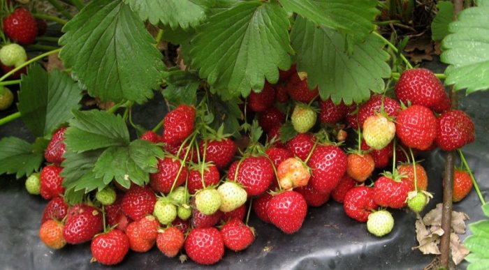 Aardbei Kent Kent