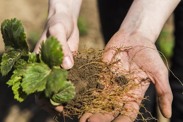 Verplanten en planten Aardbeiwortels