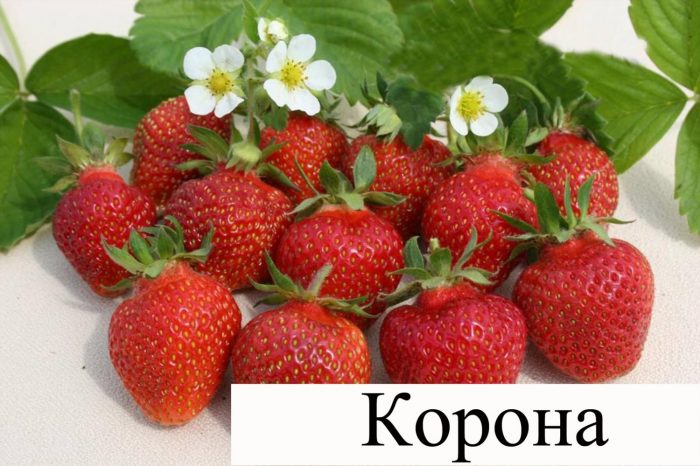 Aardbeienkroon Kroon