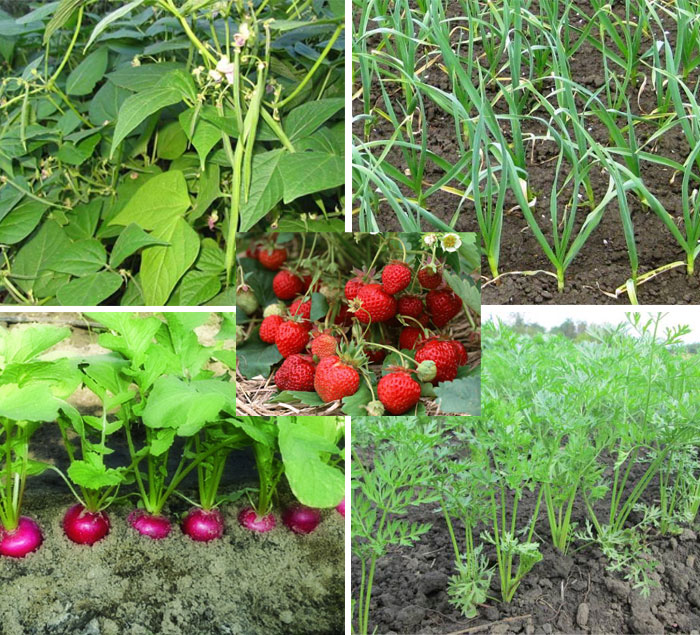 Voorlopers van aardbeien De beste voorgangers